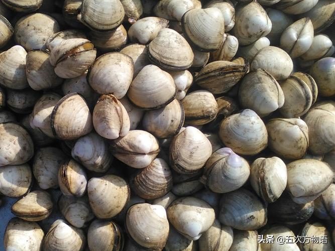 青岛常见食用贝类图鉴大全