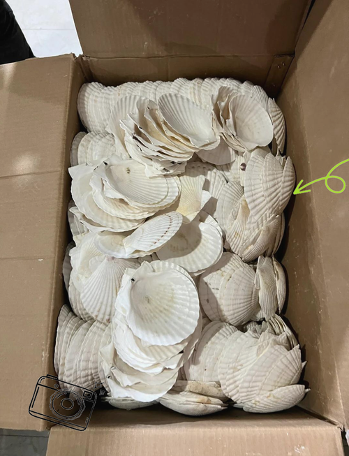 越南贝壳工厂探秘 从贝类到艺术的华丽蜕变